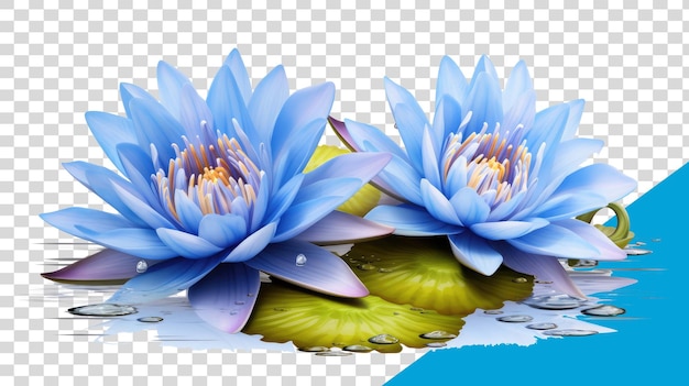 Las flores imagen png en fondo transaprent