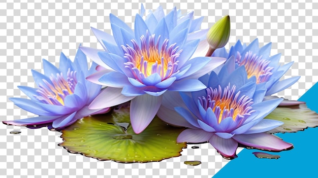 las flores imagen png en fondo transaprent