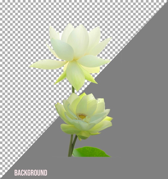 Las flores imagen png