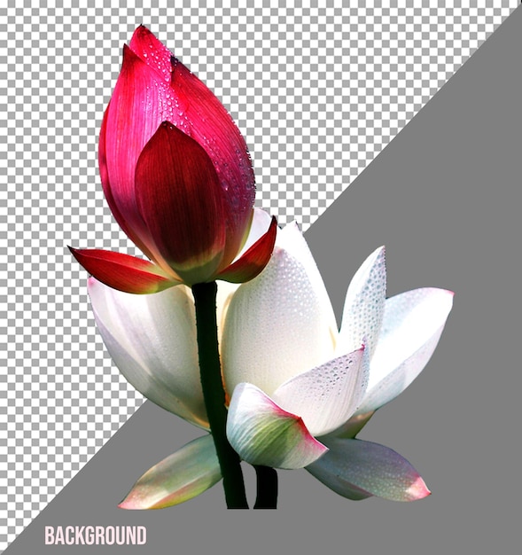 Las flores imagen png