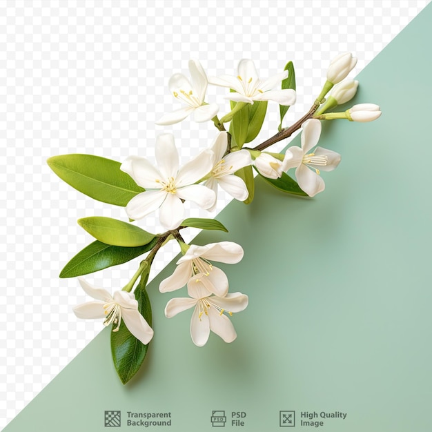 Flores de jazmín blanco sobre un fondo transparente