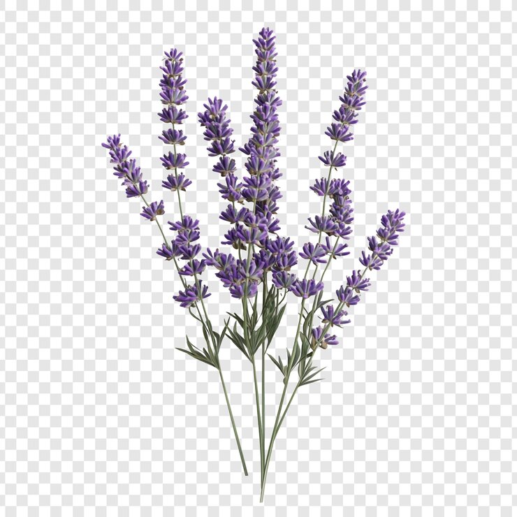 PSD las flores de lavanda en flor