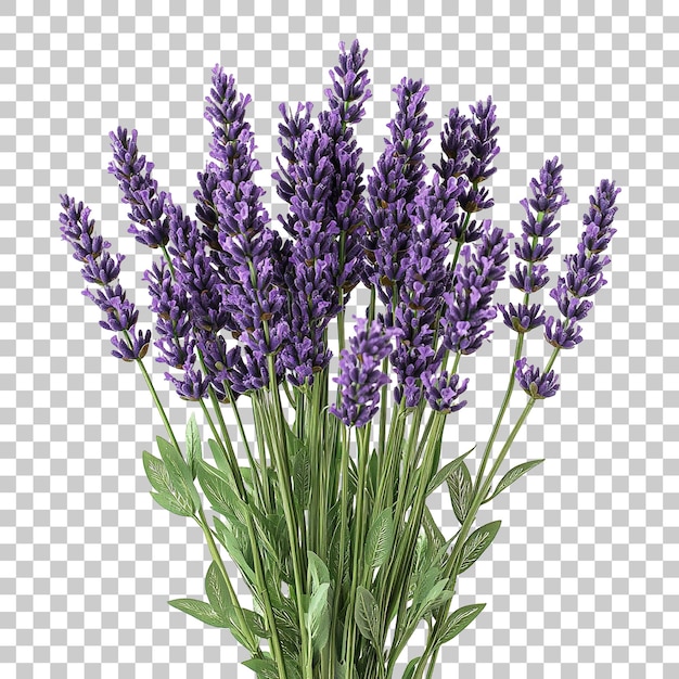 Flores de lavanda púrpura con tallos verdes exuberantes aislados sobre un fondo transparente