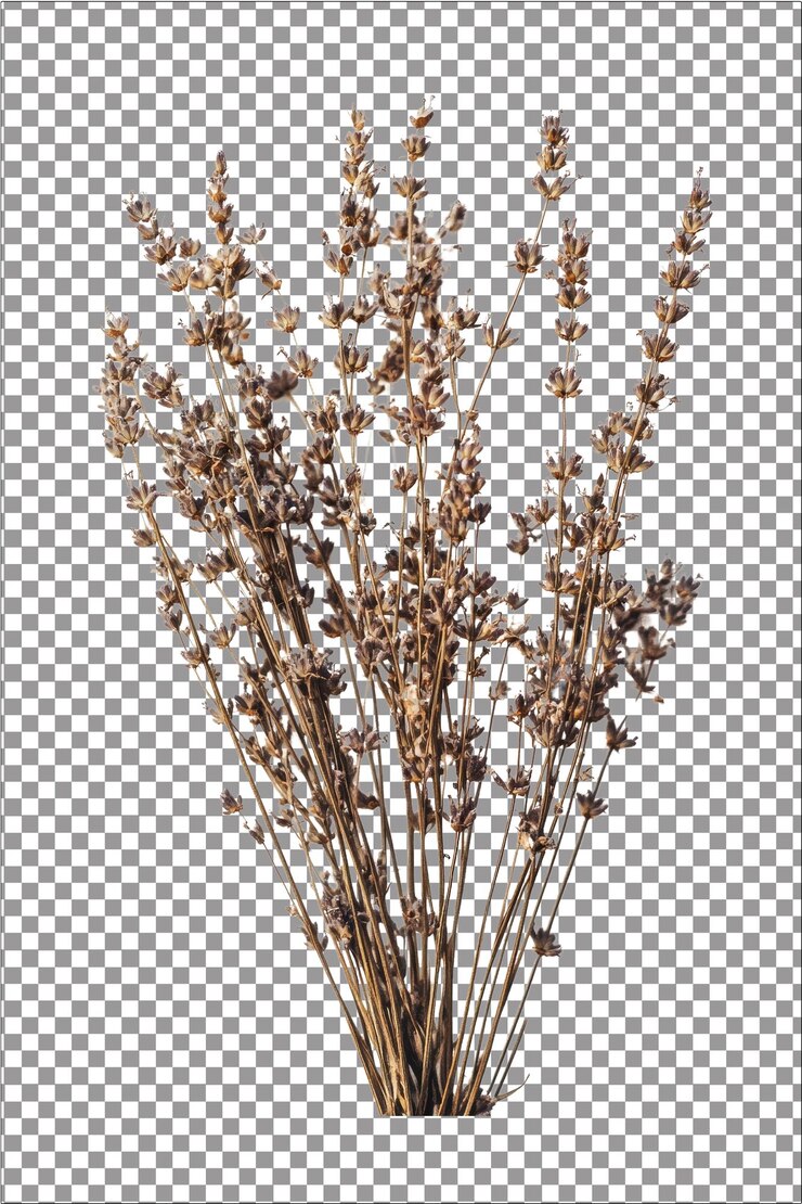 PSD flores de lavanda secas perfumadas y calmantes ideales para la relajación hiperrealistas pla blanco aislado