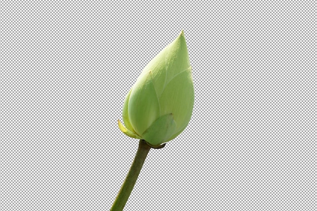 flores de loto para adorar