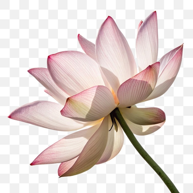 Flores de loto en flor aisladas sobre un fondo transparente