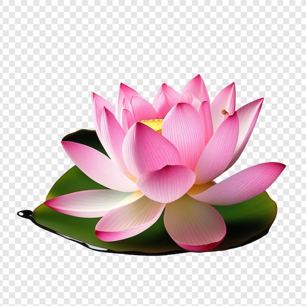 Las flores de loto rosadas png aisladas en fondo transparente psd premium