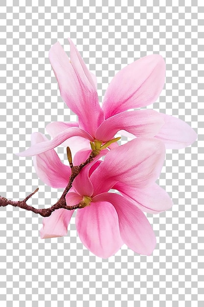 Las flores de la magnolia rosa