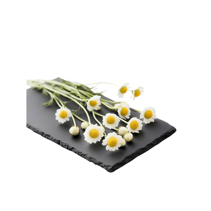 PSD flores de manzanilla frescas en una mesa de pizarra