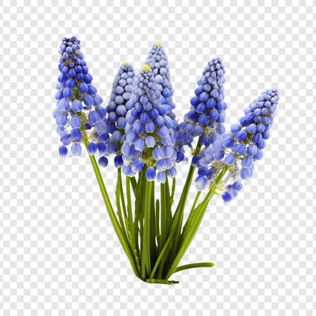 Flores de muscari botryoides aisladas sobre un fondo transparente