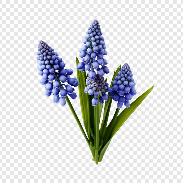 PSD flores de muscari botryoides aisladas sobre un fondo transparente