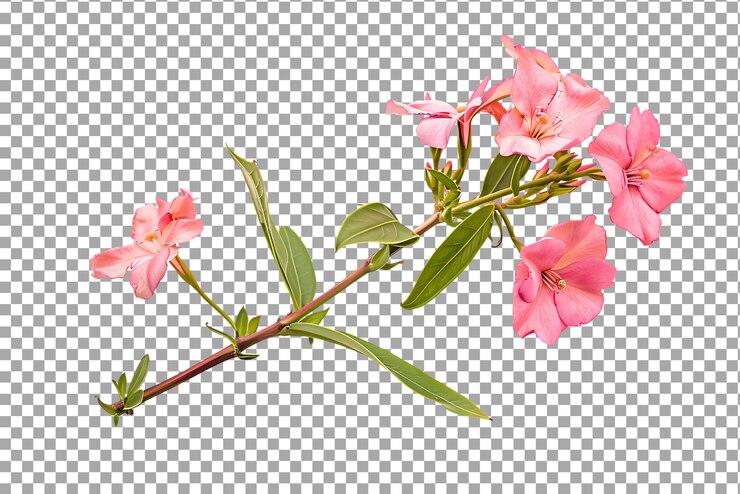 PSD flores de oleandra rosadas frescas aisladas sobre un fondo transparente
