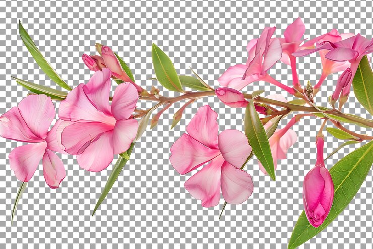PSD flores de oleandra rosadas frescas aisladas sobre un fondo transparente