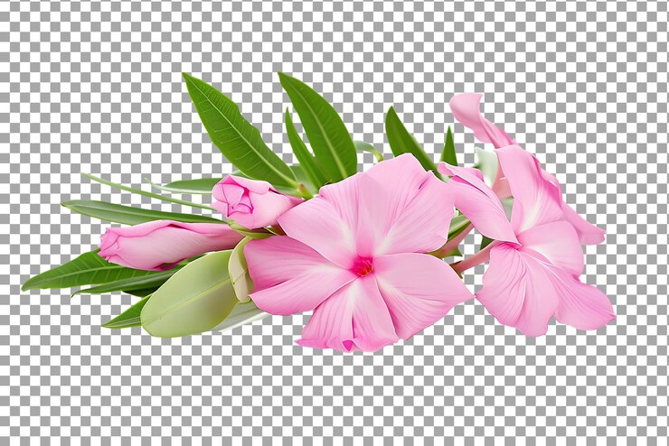 PSD flores de oleandra rosadas frescas aisladas sobre un fondo transparente