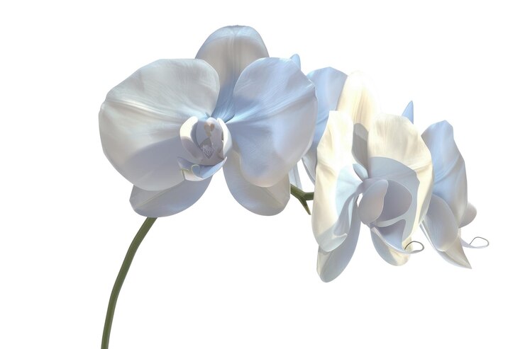 PSD flores de orquídeas blancas aisladas sobre un fondo blanco foto botánica aig57