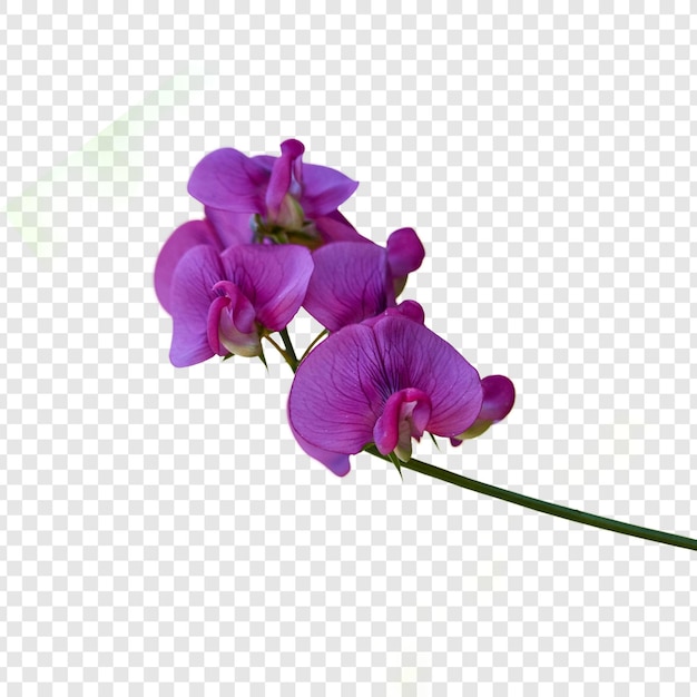 PSD flores de orquídeas de polilla púrpura aisladas fondo transparente