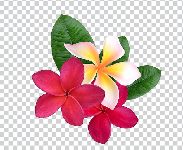 PSD flores de plumeria frangipani de color rosa rojo aisladas en transparente