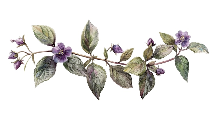 Las flores de la prímula de la noche con tallos y brotes verdes en flor