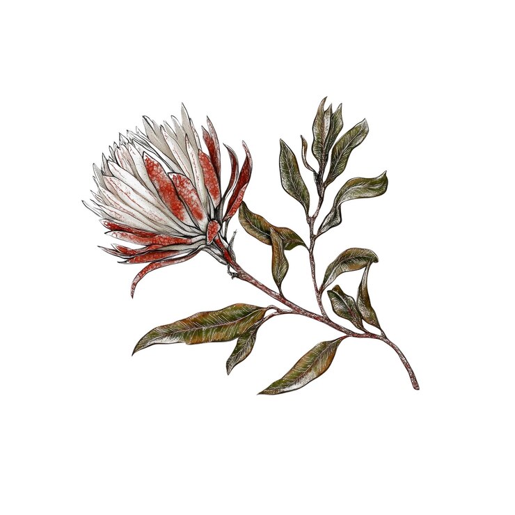 PSD flores de protea blancas y rojas con hojas verdes