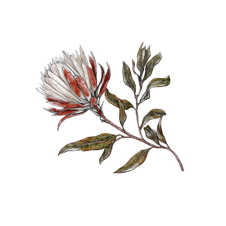PSD flores de protea blancas y rojas con hojas verdes