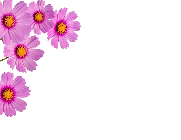 Flores rosadas del Cosmos en un arreglo de esquina PNG