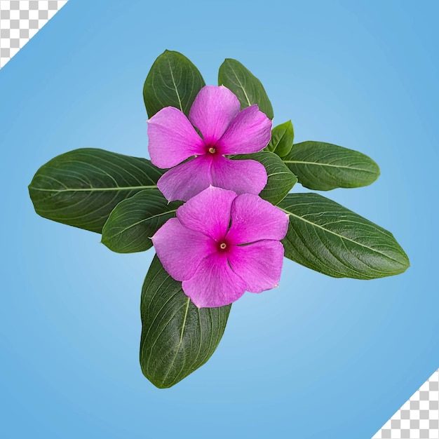 Flores rosadas con hojas verdes