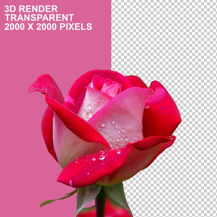 PSD flores de san valentin
