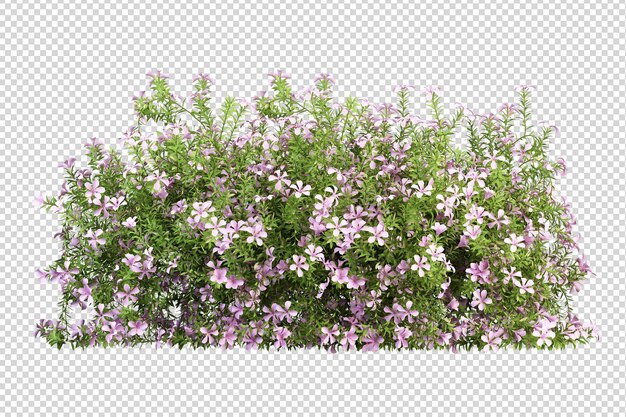 flores sobre un fondo transparente