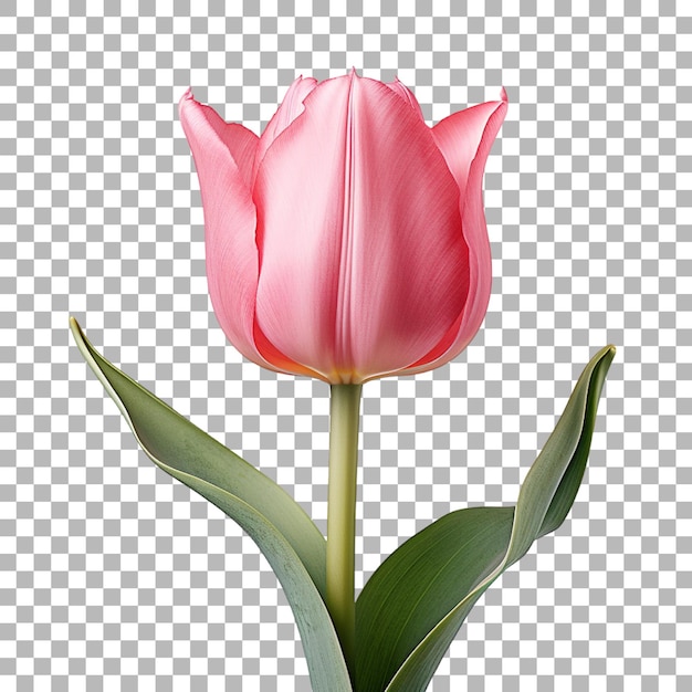 PSD flores de tulipán en un fondo transparente