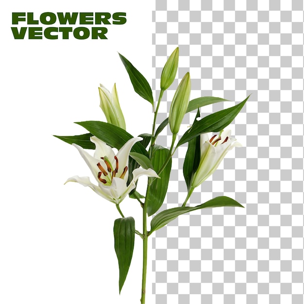 Flores verdes sin fondo