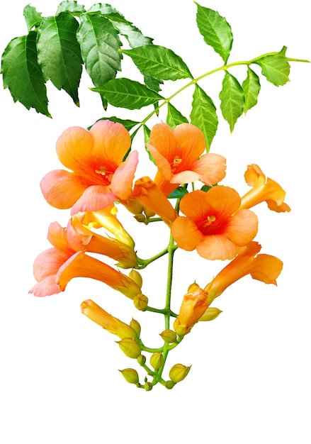 Las flores de la vid de la trompeta en plena floración