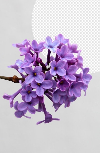 PSD flores violetas png