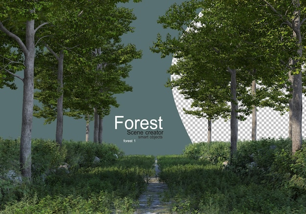 Floresta com vários tipos de árvores