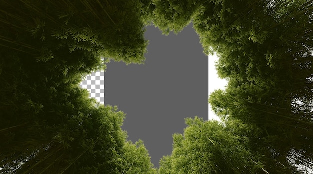 Floresta de bambu em fundo transparente renderização PNG 3D