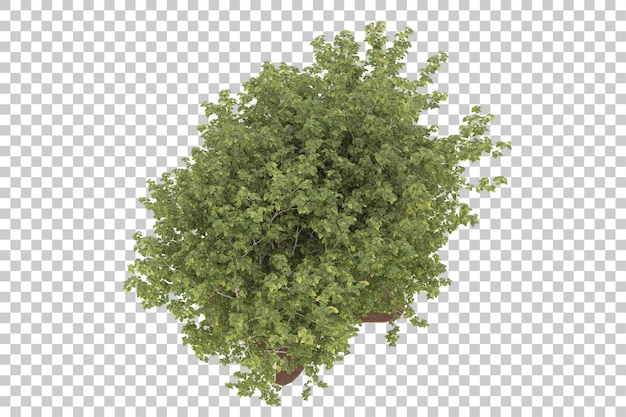 Floresta em fundo transparente. renderização em 3D - ilustração