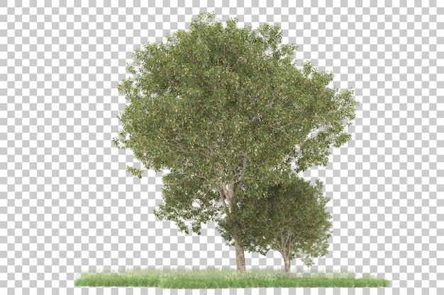 Floresta em fundo transparente. renderização em 3d - ilustração