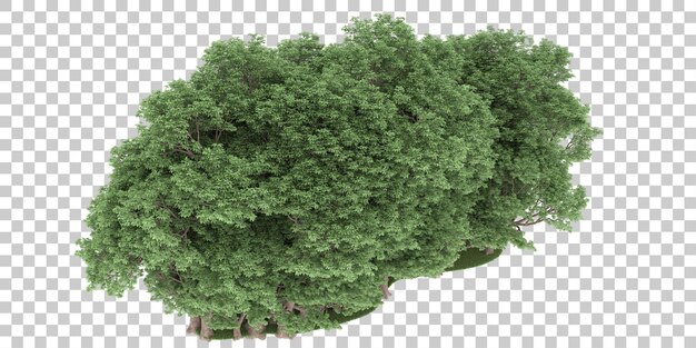 Floresta em fundo transparente. renderização em 3d - ilustração