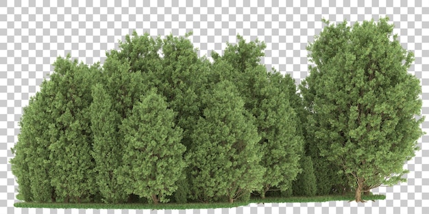 PSD floresta em fundo transparente. renderização em 3d - ilustração