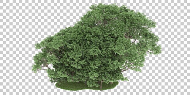 Floresta em fundo transparente. renderização em 3d - ilustração