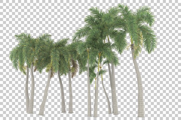 Floresta tropical em fundo transparente. renderização em 3d - ilustração