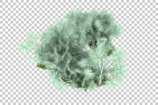 PSD floresta tropical isolada na ilustração de renderização 3d de fundo transparente