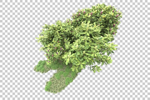 PSD floresta tropical isolada na ilustração de renderização 3d de fundo transparente