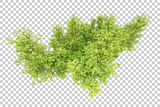 Floresta verde isolada em fundo transparente ilustração de renderização 3D