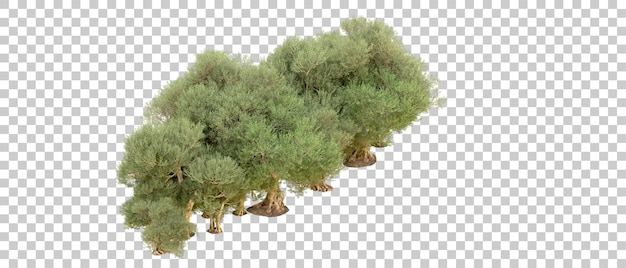 PSD floresta verde isolada no fundo ilustração de renderização 3d