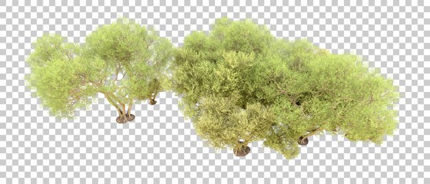 PSD floresta verde isolada no fundo ilustração de renderização 3d