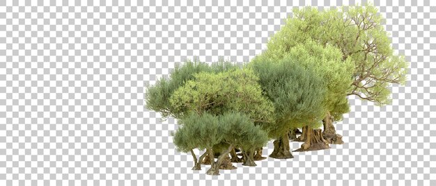 PSD floresta verde isolada no fundo ilustração de renderização 3d