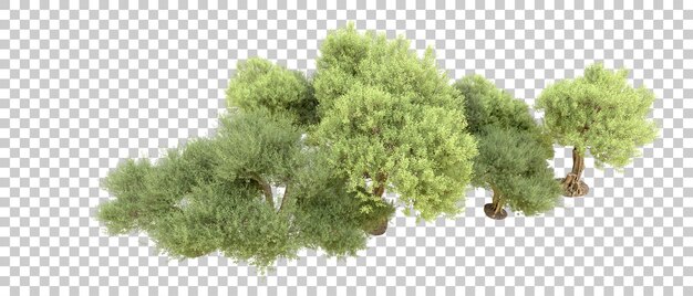 PSD floresta verde isolada no fundo ilustração de renderização 3d