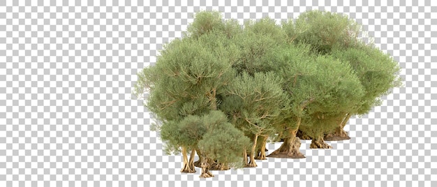 PSD floresta verde isolada no fundo ilustração de renderização 3d