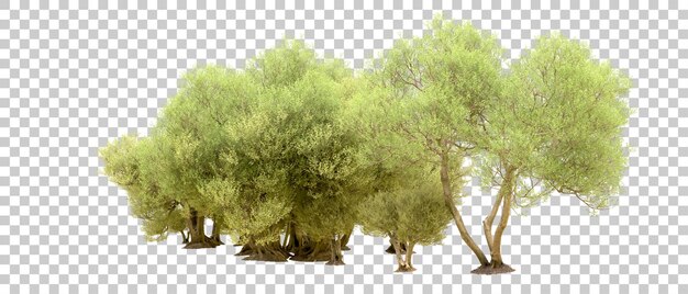 PSD floresta verde isolada no fundo ilustração de renderização 3d