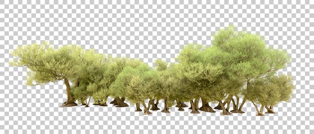 Floresta verde isolada no fundo ilustração de renderização 3d